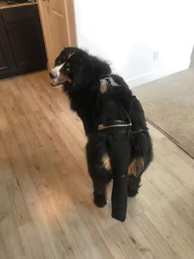 Image of Tail Guard & Harness Set - Veterinary Dog Tail Protector & Injury Wrap, Size Bully-XL