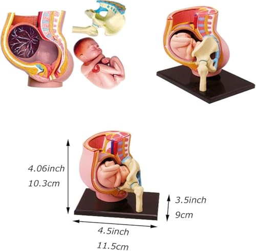Modèle pelvis pregnancy 4D pour ateliers scientifiques enfants - 6