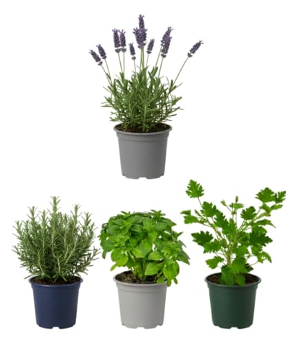Pack Patio y Terraza de 4 Plantas Antimosquitos DECOALIVE | Geranio Limón, Romero, Lavanda y Albahaca Estrecha
