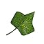 Ivy