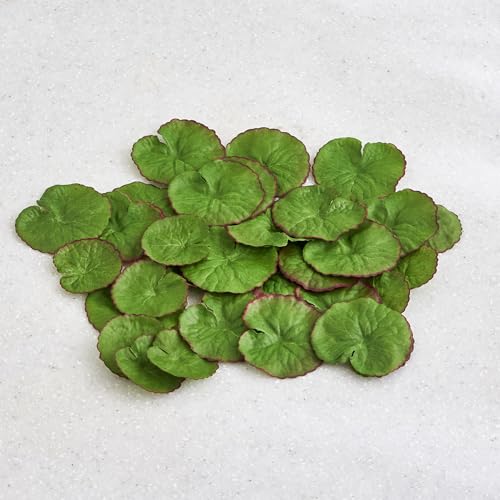 Image of Home Centre Gloria Hover Set of 30 Fabric Floating Lotus Leaves