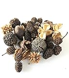 Natural Botanical Seed Pods, 37-Piece Premium...
