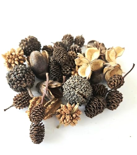 Natural Botanical Seed Pods, 37-Piece Premium...