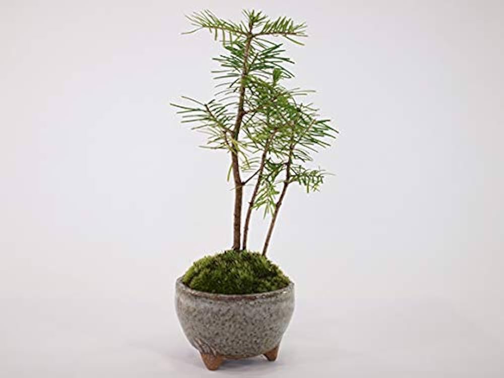 【専用】五葉松＋黒松 小品盆栽 2点セット 専用】五葉松＋黒松 小品盆栽 2点セット 専用】五葉松＋黒松