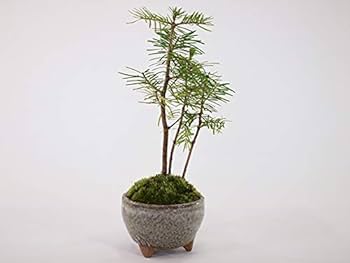 Amazon.co.jp: 盆栽妙 ミニ松 三点セット トドマツ 黒松 エゾ松