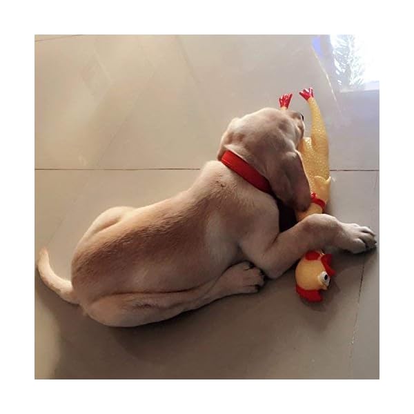 LEGEND-SANDY-Screaming-Chicken-Dog-ToysYellow-Rubber-Squaking-Chicken-Toy-Novelty-and-Durable-Rubber-Chicken-for-DogsRubber-Chickens-Value-3-Pack LEGEND SANDY Screaming Chicken Dog Toys - Value 3 Pack