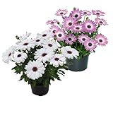 Set de Dimorphoteca DECOALIVE Plantas Naturales con Flor