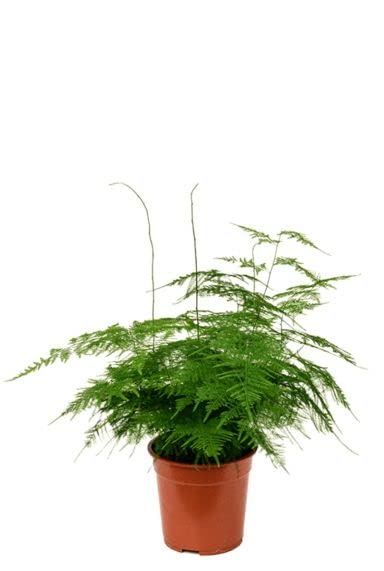 DECOALIVE Helecho Plumoso Espuma de Mar Planta Natural de Interior Asparagus