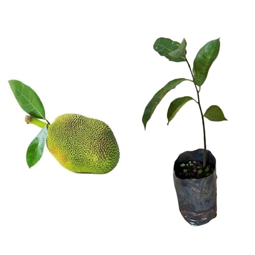 Genérico, Muda de Jaca 20 a 40cm AMK - Plantas Online
