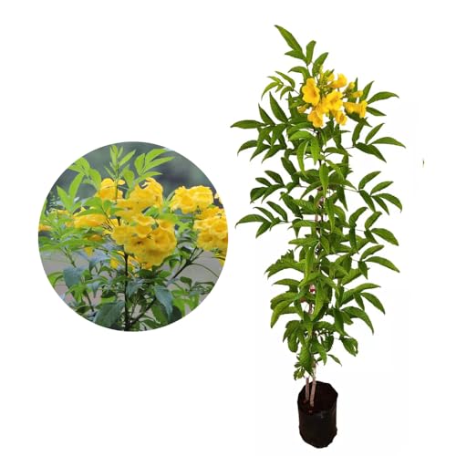 AMK Jardinagem e Paisagismo, Muda de Ipe Mirim 20 a 40cm AMK - Plantas Online