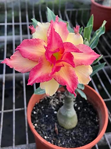 Royal Paradise Garden Rare Desert Rose Adenium 10 Seeds Pack - Variety: ADM110 (B09MVJ1G75) Amazon Price History, Amazon Price Tracker
