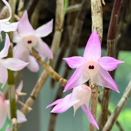 semi di orchidea dendrobium ornamentali, decorazioni floreali per luoghi soleggiati semi di da balcone esotici perenni resistenti in vaso perenni, 25pcs