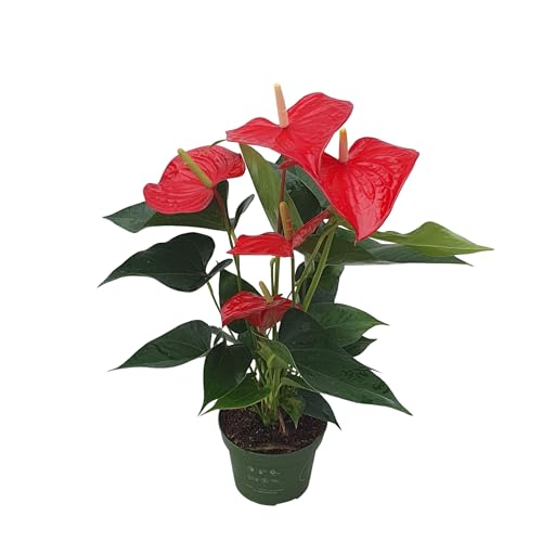 Plant In A Box - Fiore Di Flamingo - Anthurium 'Royal Champion' - Altezza 35-45Cm - Ø12Cm - Pianta Da Interno Fiorita - Rosso