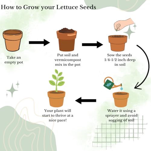 Image of Saphirre Seeds Easy to Grow 5 Lettuce Seeds Combo| Seeds for Home Garden| Lettuce Grand Rapid, Red (Lollo Rosso), Butter Head, Iceberg, Romaine| 1000+ Seeds| Best Gift for Gardeners (Seeds Combo Pack)
