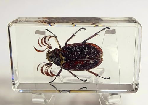 Image of 2.9 inch Real Pine Chafer Eyelash Beetle in Crystal Clear Lucite Resin Paperweight Specimen Preserved Polyphylla Fullo Insect Bug Taxidermy Crafts Collection for Biology Science Education Display Supplies