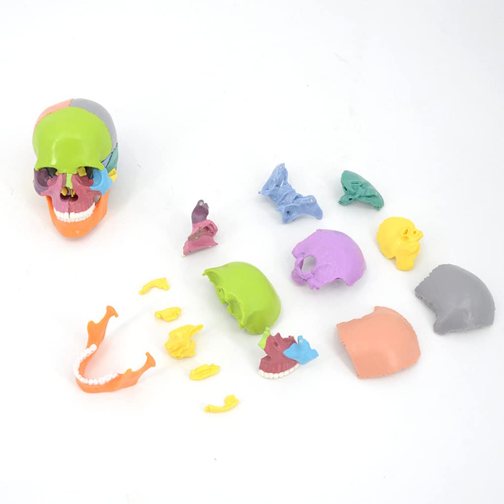 Model Cranio Anatomia Eksplodowana 15 Części Ludzki Czaszka Odłączona Wielkość Dłoni Mini Kolor Ludzki Kolor Medyczny Materiał Dentystyczny Materiał Dentystyczny