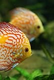  Discus Fish Notebook: 150 lined pages, softcover, 6 x 9