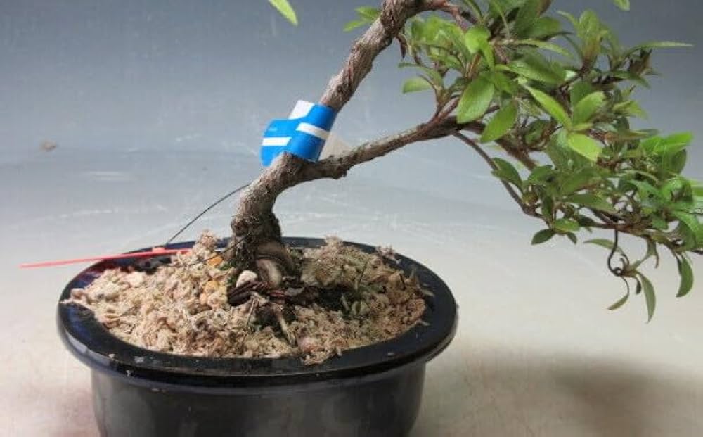 日ノ丸の盆栽 皐月盆栽 さつき盆栽 サツキ盆栽 Amazon.co.jp: 盆栽 皐月（サツキ）（日の丸）(4523) 【現品】開花終了