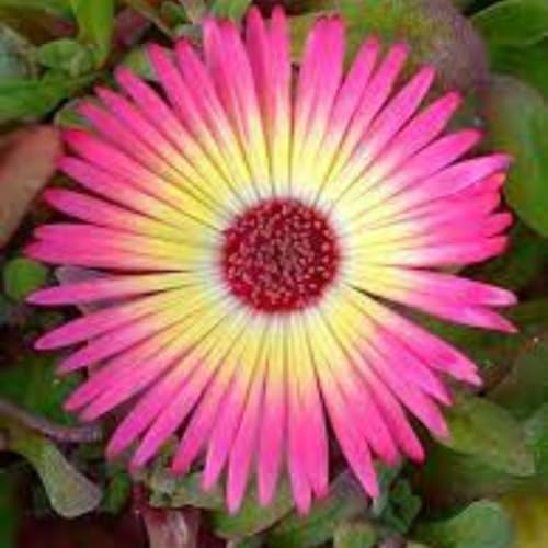 Sementes de Ficoide Bellidiformis 300mg Brilhosas Sortida Flores Jardins Vasos