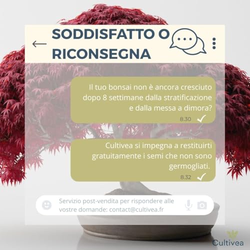 Cultivea Mini - Bonsai Ready-to-Grow Kit - Semi francesi 100% ecologici - Giardino e decorazione - Idea regalo (Mela rossa, Cercis cinese, Cornus Kousa, Albizia, Abete rosso) - 4