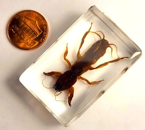 Image of 44mm Real Mole Cricket in Crystal Clear Lucite Resin Specimen Preserved Animal Insect Bug Taxidermy Crafts Collection for Biology Science Education & Desk Ornament Display Supplies Small Paperweight