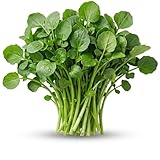 1600 Pcs Watercress Seeds for Planting - Premium Non-GMO Vegetable Seeds for Hydroponics, Soil, Balcony & Farm - Fast Germination & High Yield Greens for Fresh Salads and Home Gardening