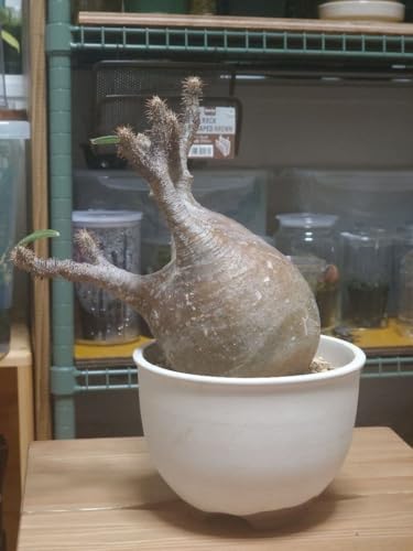 グラキリス パキポディウム」の人気商品一覧 | 安い商品を通販サイト