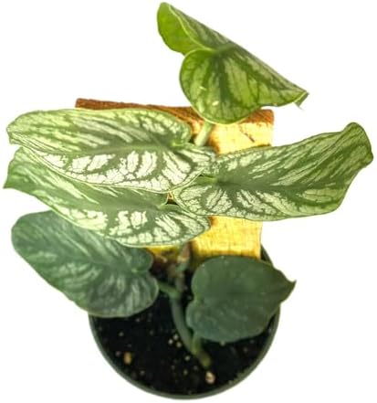 Monstera Dubia Live Plant | Climbing Monstera Starter House Plant...