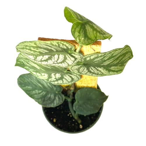 Monstera Dubia Live Plant | Climbing Monstera Starter House Plants