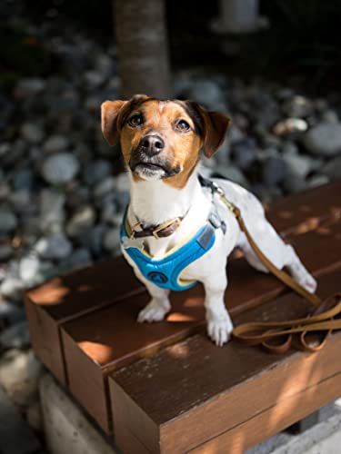 Gooby Escape Free Memory Foam Harness - Blue, Large - No Pull Step-In Small Dog Harness With Four Point Adjustment - Perfect On The Go Dog Harness For Medium Dogs No Pull And Small Dogs #TOP5