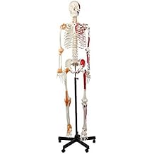 Wellden Product Anatomical Human Muscular Skeleton Model, w/Ligament, Numbered, Life Size 170cm