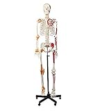 Wellden Product Anatomical Human Muscular Skeleton Model, w/Ligament, Numbered, Life Size 170cm