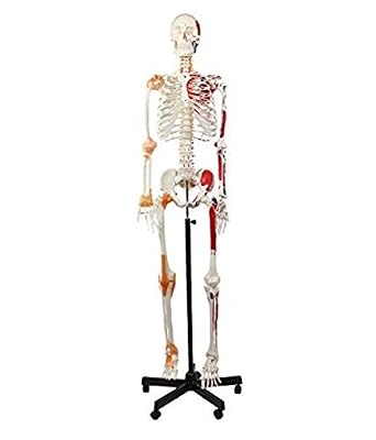 Wellden Product Anatomical Human Muscular Skeleton Model, w/Ligament, Numbered, Life Size 170cm