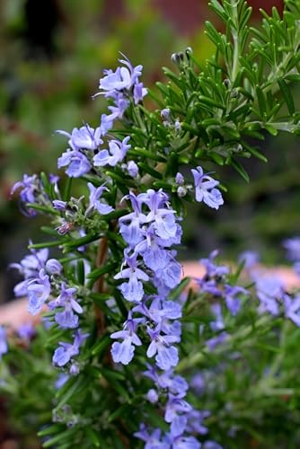Image of Hidden Enterprise Rosemary Live Aromatic Herb Plant for Home Kitchen Garden Indoor Outdoor Balcony Terrace | Fresh Healthy Nursery Herb for Fragrance Gardening Natural Greenery and Everyday Home Use