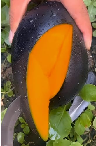 Image of Original Hybrid Mango inchBLACK STONE inch Grafted Live Plant For Home and Garden tree Pack of 1Healthy Plant & Fresh Most Expensive Variety Size 1.5 to 2 feet