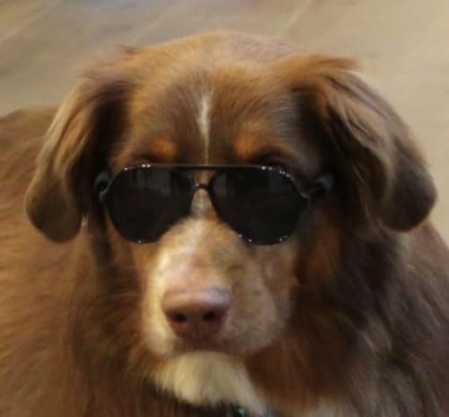 Disfraz para perro con gafas retro y moño ajustable miniatura 5