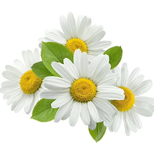 Herb Plants, Flowering Chamomile, 3 x Full Plants in 9cm Pots, Chamomile, Indoor or Outdoor, Garden Ready and Ready to Plant, Premium Quality Herbs