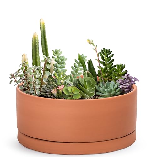 D'vine Dev 12 Inch Succulent Terracotta Shallow Pot with Drainage Hole and Saucer, Round Cylinder Planter Pot for Plant Flower, 40-Y-C-0