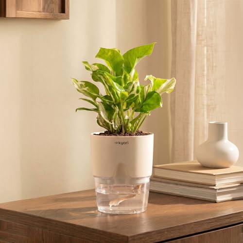 Kyari Good Luck Money N Joy Live Plant with White Self Watering Pot 4 Inch - N Joy Pothos Indoor Live Plant with Pot for Home, Office, Living Room - Air Purifying Vastu Plant