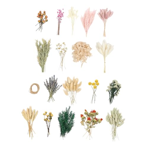 Ramo de flores secas naturales Phragmites para decoración miniatura 6