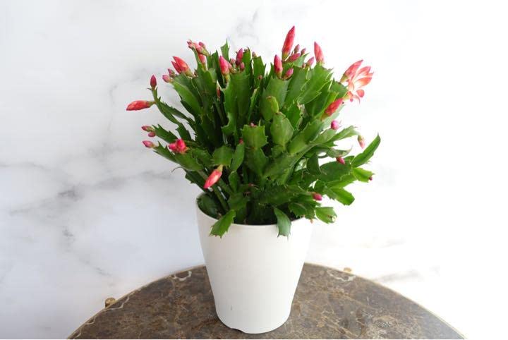 カット苗デンマークカクタス　みぃ様御確認用　パープル系 カット苗デンマークカクタス みぃ様御確認用 パープル系 Amazon.co.jp