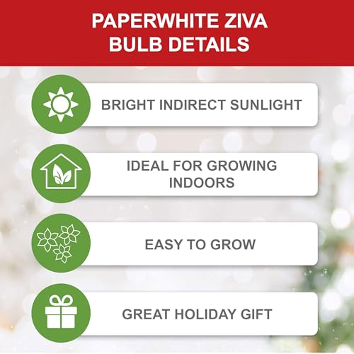 Garden State Bulb Ziva Paperwhite Bulb Gift Kit with White Planter, 14/15cm, Perfect Holiday Gift!