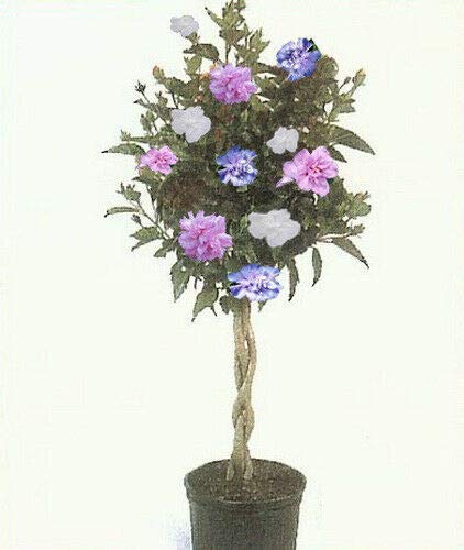 Rose of Sharon Hibiscus Tree 3-N-1 Plant Colors 1-2 Ft Dormant Flower Tree