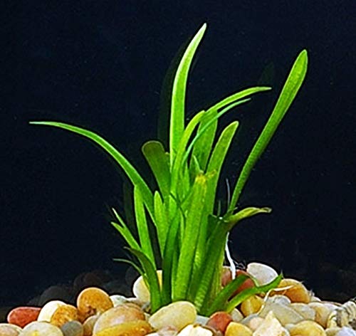 Dwarf Sagittaria Subulata Carpet Freshwater Live Aquarium Plants Decorations 3 Days Live Guaranteed By Mainam #TOP3