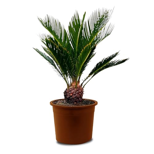 Tropictrees - Cycas Revoluta - Plante à feuillage persistant - Fougère palmiste - Fougère sagou - Plantes d'intérieur - Fougère palmiste japonaise - hauteur 80cm - hauteur de tige 5/10cm
