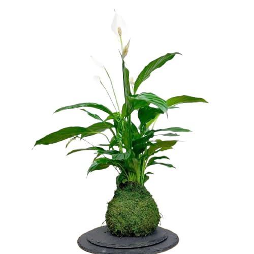 Planta Kokedama -Spathiphyllum - DECOALIVE - Espatifilo - Musgo Natural