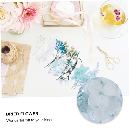 Set natural de flores secas prensadas para arte DIY miniatura 7