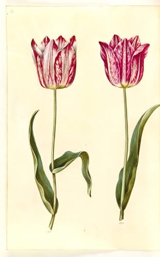 Impression sur toile Tulipa Gesneriana Hans Simon Holtzbecker - Poster peinture salon 60x90