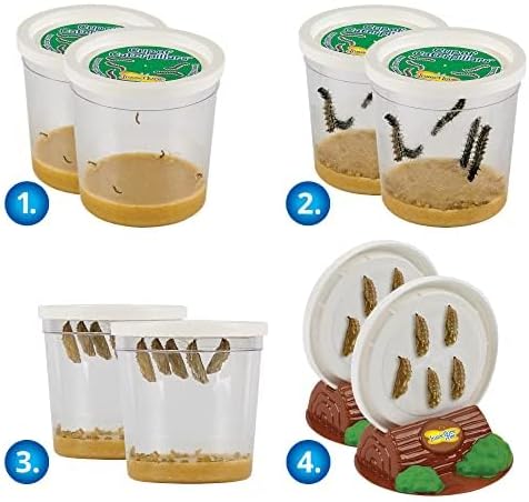 Insect Lore Two Cups of Caterpillars - Butterfly Garden Kit Refill – Raise and Release Painted Lady Butterflies – Includes Two Chrys-A-Lid Holding Logs and Instructions - 2