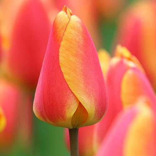 Do Tulips Come Back Every Year? (And Best Climate for Tulips